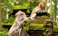 Visites d'une journée sur mesure Ubud-Fully - Hizvo