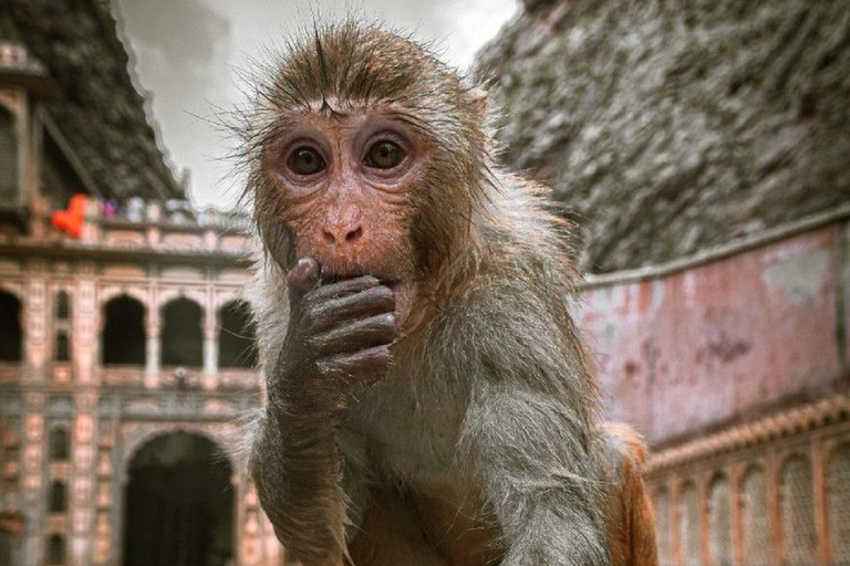 斋浦尔：大象村和花卉市场全天旅行