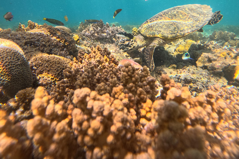 From Lombok Private Snorkeling 3 Gili All Inclusive