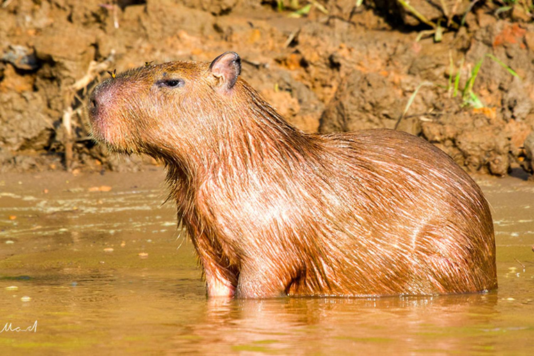 Puerto Maldonado: 4-daags avontuur in het Amazone regenwoud