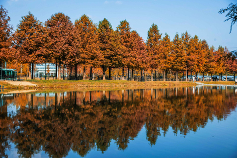 Busan: Damyang Juknokwon Bamboo Forest & Metasequoia Road Damyang Autumn Group Tour, Meet at Busan Subway Station