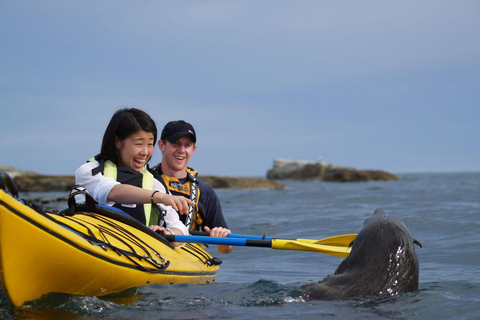 From Christchurch: Kaikōura Day Tour with Kayak