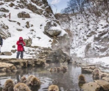 Tokyo: Snow Monkey Park and Zenkoji Temple Private Day Tour