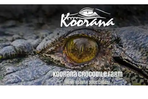 Rockhampton: Koorana Crocodile Farm Guided Tour