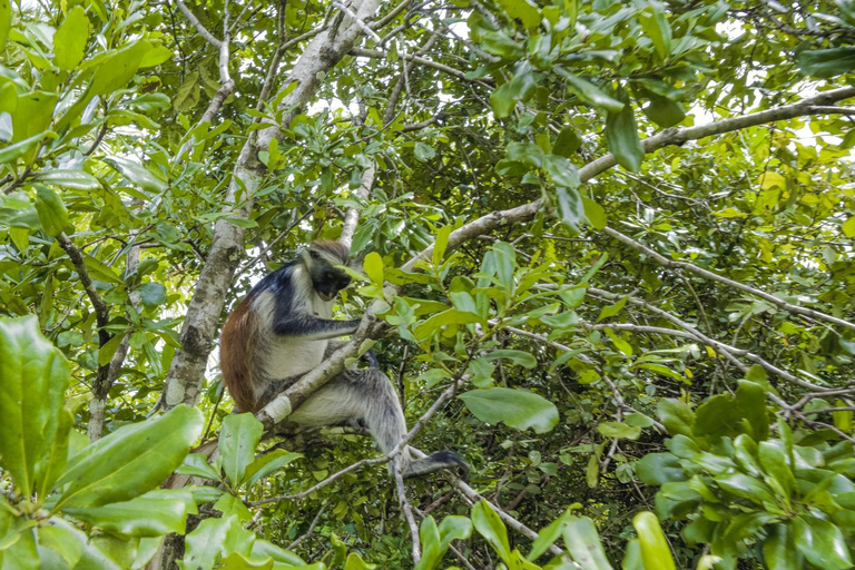 Zanzíbar: Visita guiada al Parque Nacional del Bosque de Jozani