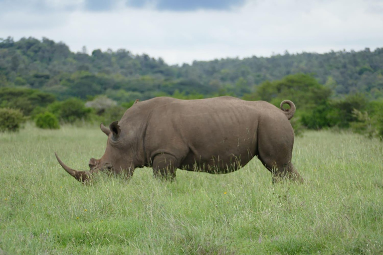 5-Day Masai Mara, Lake Nakuru, and Amboseli Tour