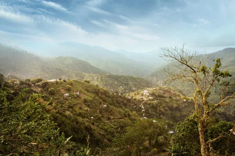Excursão à Blue Mountain: Uma fuga de meio dia de Kingston