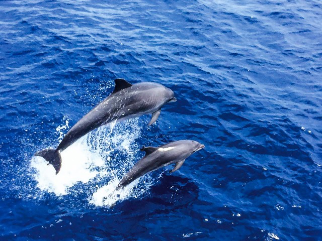 Visit Mallorca 3-Hour Morning Dolphin Watching Cruise in Palma de Mallorca, Spain