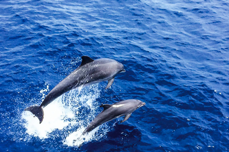 Mallorca: Crucero para avistar delfinesPaguera: encuentro en playa Tora