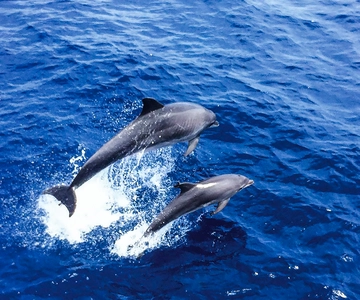 Mallorca: Dolphin Watching Cruise