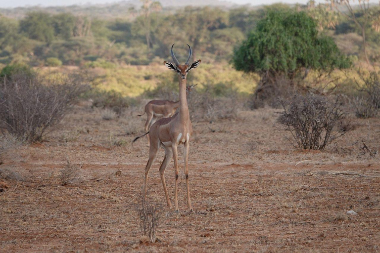 3 Days, 2 nights safari to Samburu National Reserve 3 Days private safari in a 4x4 Landcruiser jeep