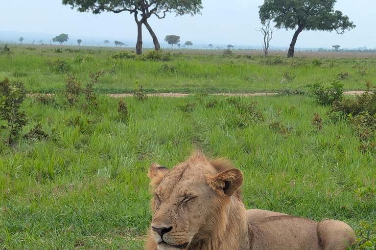 Arusha: 4 giorni di safari nel Serengeti e nel cratere Ngorongoro