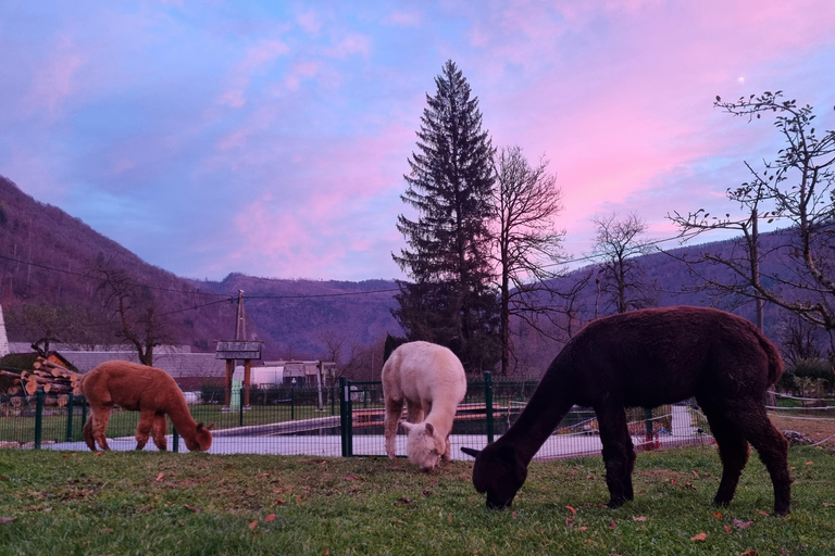 Walking with alpacas - Domačija Loncnar - Bohinj