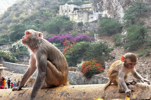 Golden Triangle Tour med Rishikesh med bil 7 nätter / 8 dagarAc Bil + Reseledare