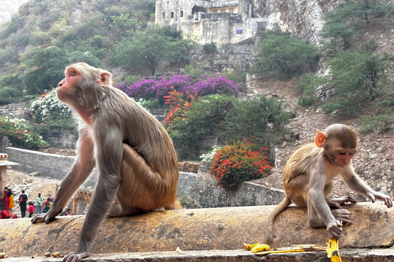 Tour del Triángulo de Oro con Rishikesh en Coche 7 Noches / 8 DíasCoche Ac + Guía turístico