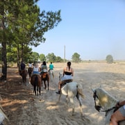 Beach horseback riding in group | GetYourGuide