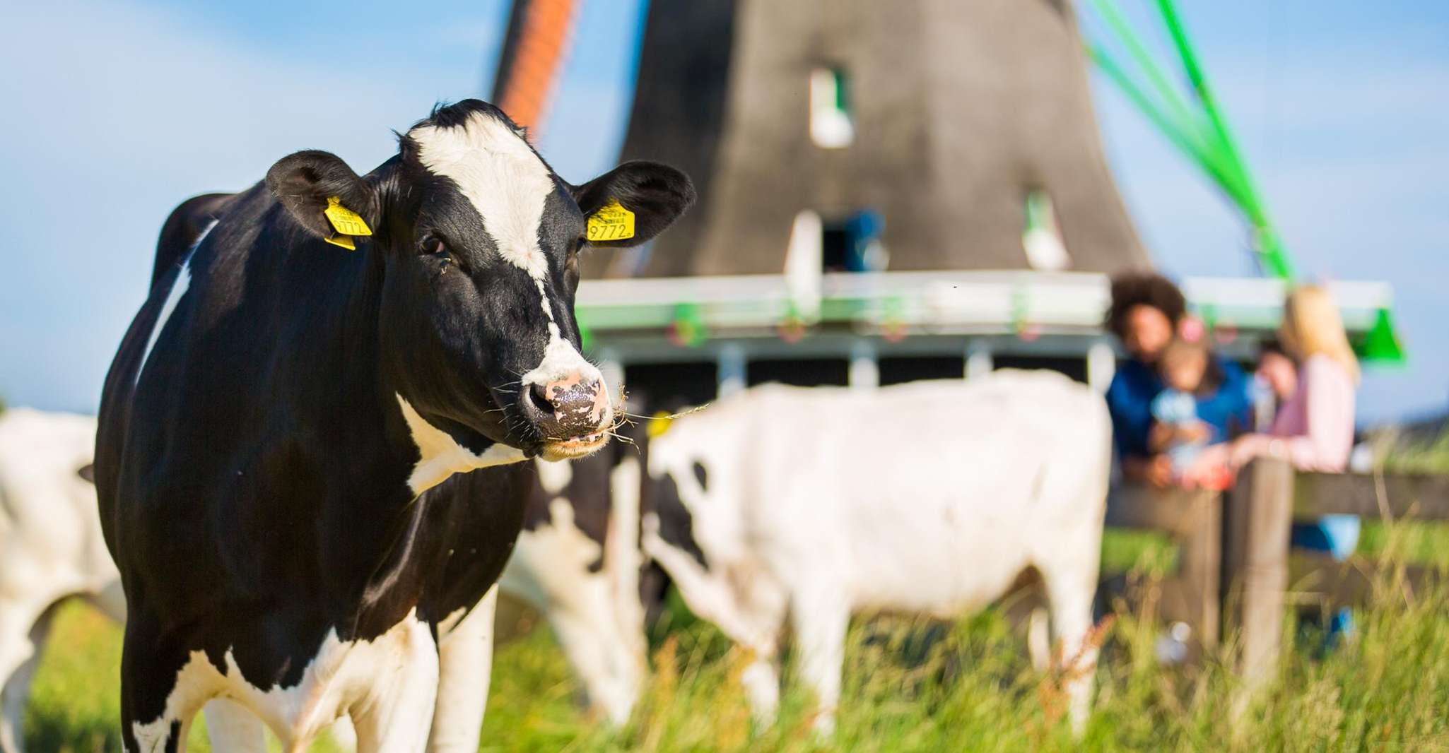 From Amsterdam: Zaanse Schans, Volendam & Marken Guided Tour photo 4