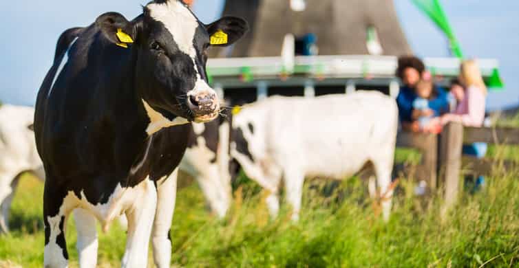 From Amsterdam: Zaanse Schans, Volendam & Marken Guided Tour photo 4
