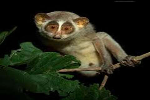 Sigiriya: Slender Loris Night Safari with Hotel Pickup