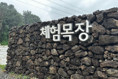 Gyeonggi: Alpaca & Sheep Ranch Admission Ticket in Gapyeong