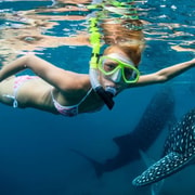 Cebu: Oslob Whale Shark, Tumalog Fall & Moalboal Turtle Tour
