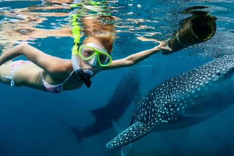 Cebu: Oslob Whale Shark, Tumalog Fall & Moalboal Turtle Tour - Image 3