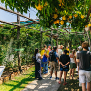 Sorrento Zitrone Tour