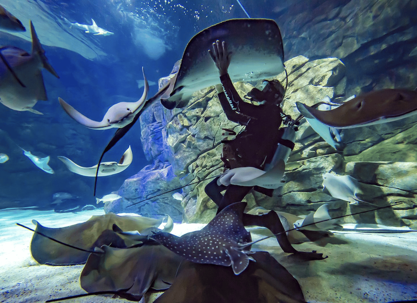 Ripley's Aquarium: Adgang til hajer efter mørkets frembrud (efter kl. 17)