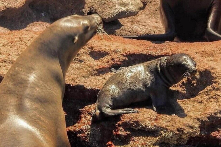 Espiritu Santo Island Tour with Sea Lion Snorkeling