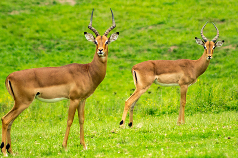 Nairobi: Nationaal Park, Olifantenweeshuis &amp; Giraffencentrum