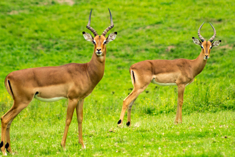 Nairobi: Nationaal Park, Olifantenweeshuis &amp; Giraffencentrum