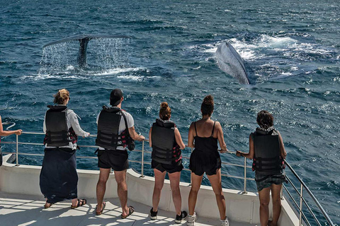 Från Colombo/Bentota/Galle till Whale Watching Mirissa Daytour