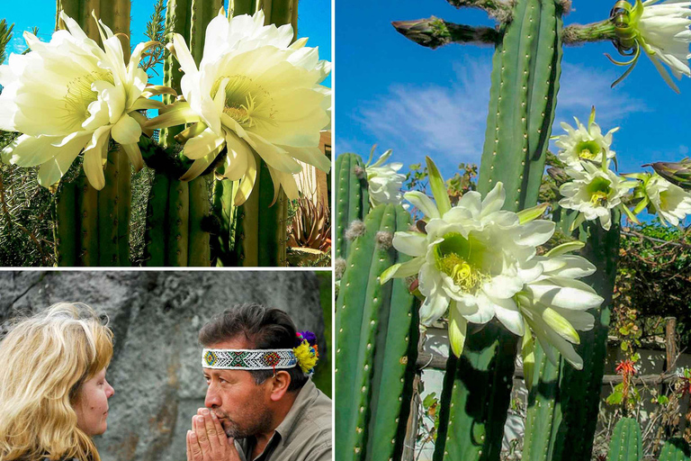 Wachuma (San Pedro) and Ayahuasca Retreats, 7D -Intermediate