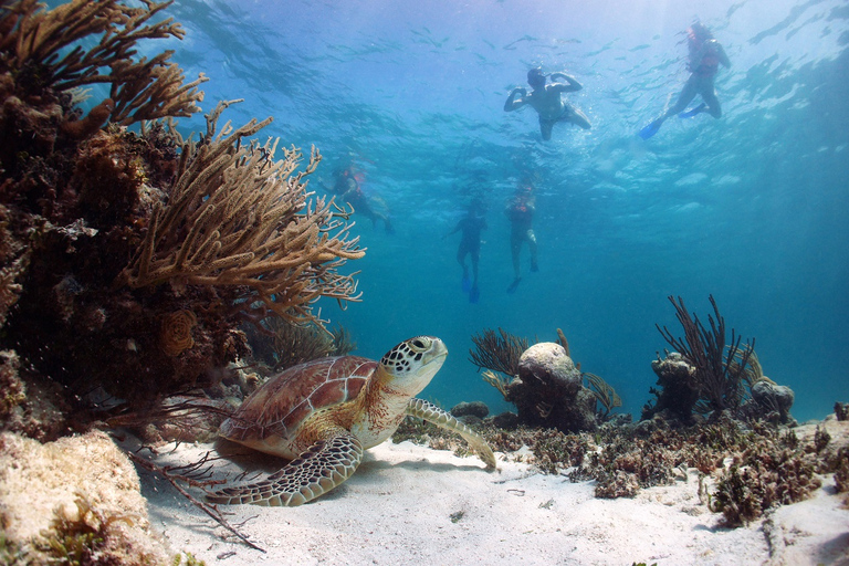 Cancun: Tulum, Cenote en Akumal - Zwemmen met schildpadden