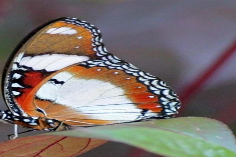 Zanzibar: Jozani forest and Butterfly day tour TOUR WITH TRANSFER (HOTEL PICK-UP AND DROP-OFF)