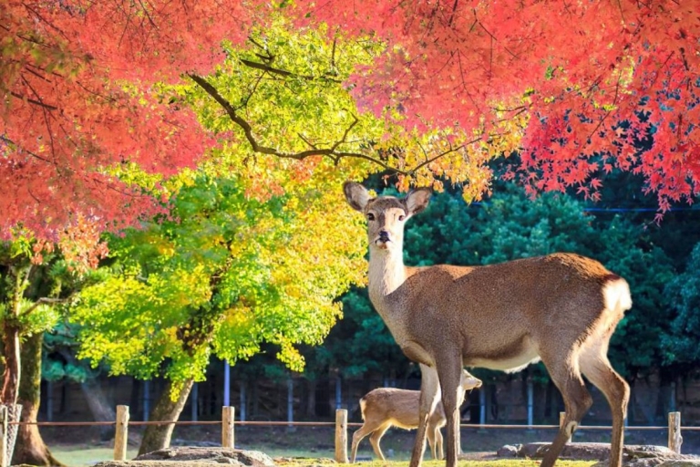 Vanuit Tokio: Kyoto en Nara Privétour op maat met Alphard