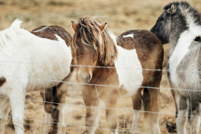 Iceland: Reynisfjara Black‑Sand Beach Horseback Adventure
