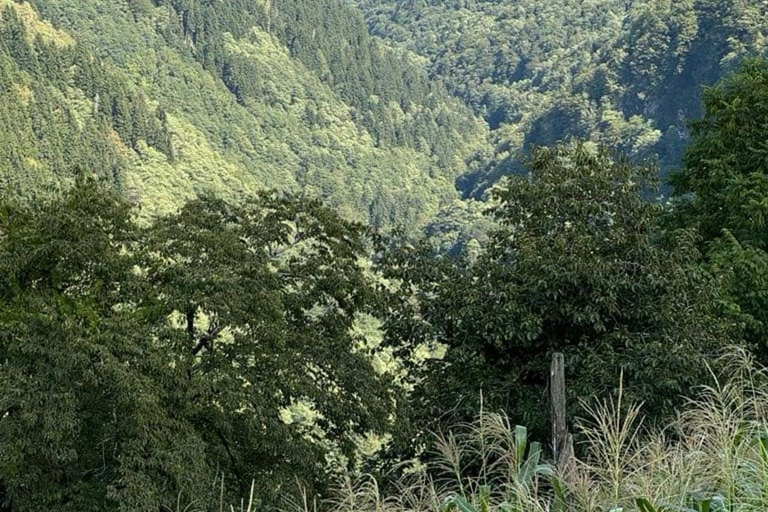 Georgia: Tbilisi, Batumi, and Kakheti Private Tour