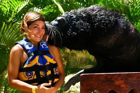 Sea Lion Discovery at Aquaventuras Park