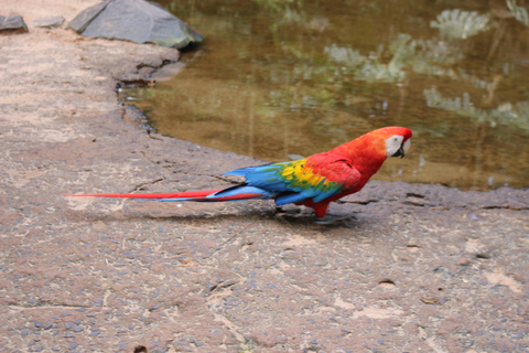 Private Premium Experience – Brazil Side of Iguazu Falls & Bird Park Premium Private Experience – Iguazu Falls Brazil & Bird Park
