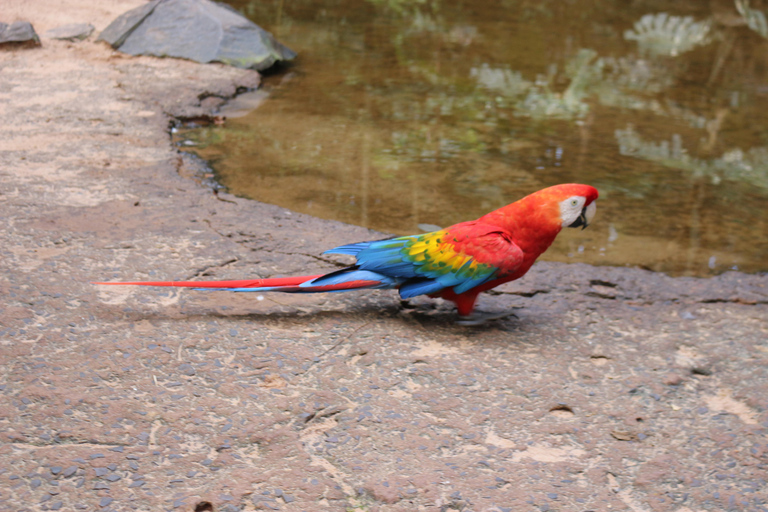 Private Premium Experience – Brazil Side of Iguazu Falls & Bird Park Premium Private Experience – Iguazu Falls Brazil & Bird Park