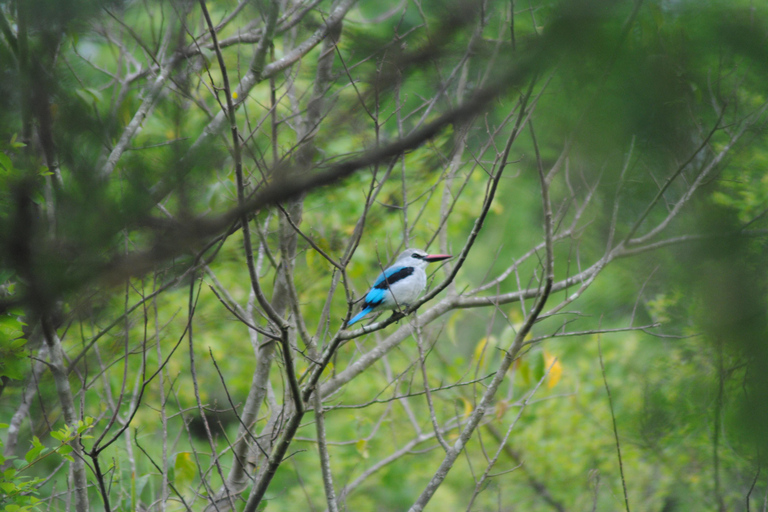 7 Day Rwanda Uganda Culture and Primate Safari Adventure