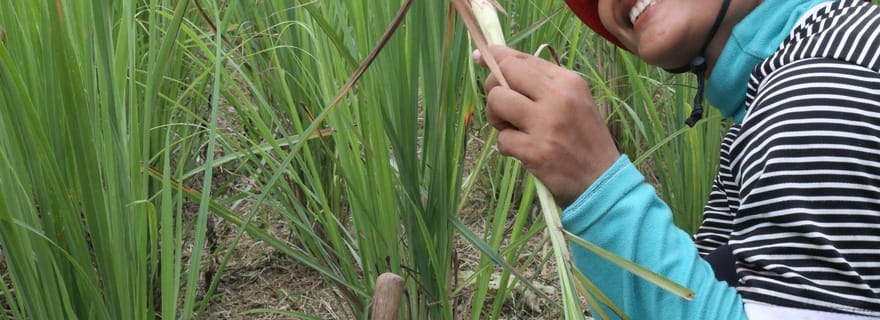 Fabriquez de l'huile essentielle avec un herboriste du village près de Phnom Penh