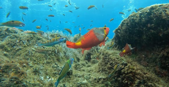 Reef Fish Watching