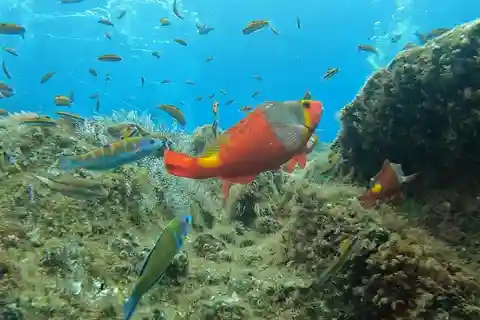 Observation des poissons de récif