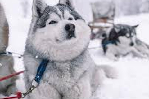 Husky Soul Journey: From Farm Life to Sledding Adventure