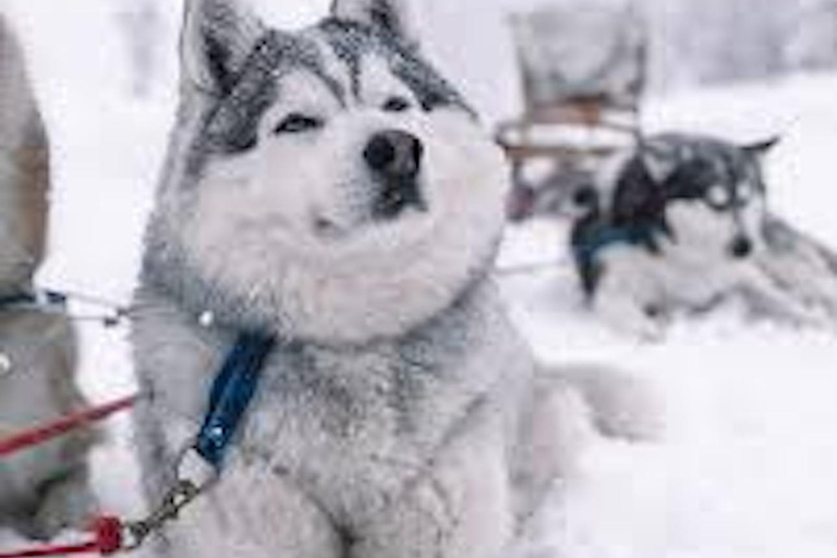 Husky Soul Journey: From Farm Life to Sledding Adventure