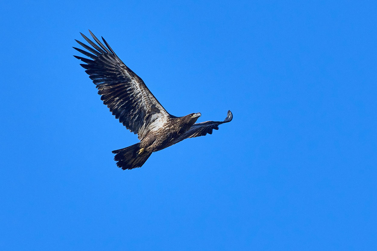 Montreal: Lachine Rapids Sightseeing Tour Montreal: Panorama Sightseeing Tour & Lachine Rapids