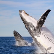Newcastle: Small Group Humpback Whale Encounter Tour