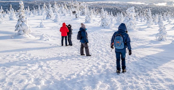 Rovaniemi: Riisitunturi National Park & Snowy Trees Tour